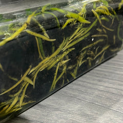 Vanda flabellata FLASK (35+ plants)