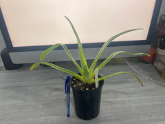 Paphiopedilum Michael Koopowitz × Angel Hair (NFS)