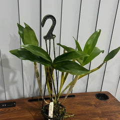 Dendrobium Roy Tokunaga ‘Geoff’ (atroviolaceum x johnsoniae)