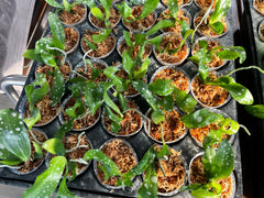 Phalaenopsis javanica (Species from Java)