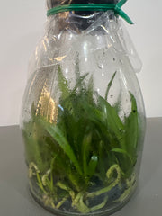 Brougtonia sanguinea (Star Splash x aurea) x sib (Species Flask - Conical) ex Taiwan