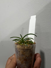 Neofinetia falcata (Kishuryokufu 紀州緑風 x Hisui 翡翠)