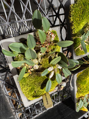 Dendrobium jenkinsii (Fragrant Species)