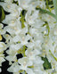 Pack of 3 Cymbidiums (SPECIAL!)