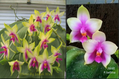 Phalaenopsis bellina ‘May’ x ‘Joy’