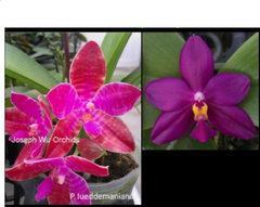 Phalaenopsis lueddemanniana 'Red and Shape' x Fintje Kunriawati '6cm'