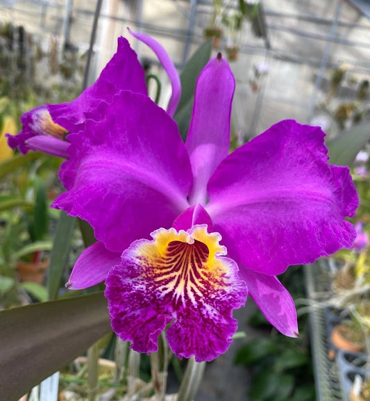 Cattleya lueddemanniana f. rubra (BV Pincelada-Rubra x Sarita-Yamileth) (Species Flask - Conical) ex Taiwan