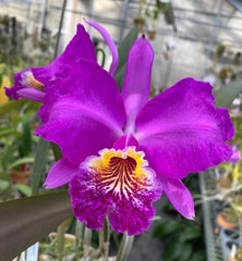 Cattleya lueddemanniana f. rubra (BV Pincelada-Rubra x Sarita-Yamileth) (Species Flask - Conical) ex Taiwan