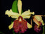 Cattleya dowiana f. aurea