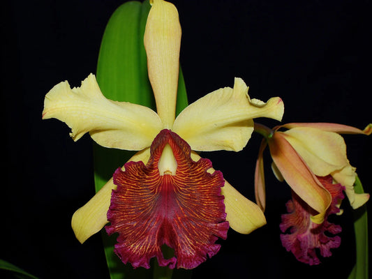 Cattleya dowiana aurea