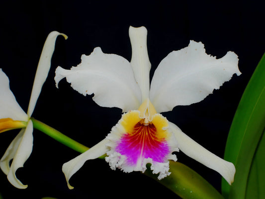 Cattleya rex (EXTREMELY RARE SPECIES)