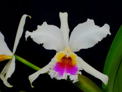 Cattleya rex (EXTREMELY RARE SPECIES)