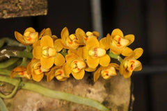 Chiloschista pusilla (Fragrant species)