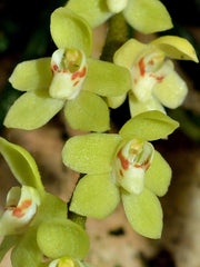 Chiloschista segawai (LEAFLESS ORCHID)