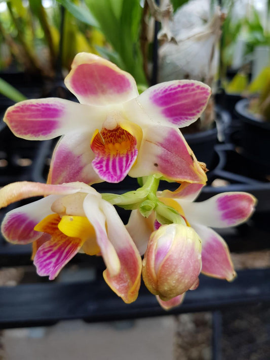 Chysis Limminghii x Bractescens (Fragrant)