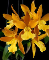 Cattleya Chocolate Drop 'Yellow Chiffon'(Mericlone)