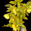 Cycnodes Jumbo Puff Taiyoung No.1 SM/TOGA