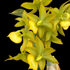 Cycnodes Jumbo Puff Taiyoung No.1 SM/TOGA