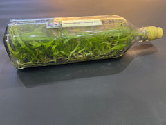 Dendrobium Aridang Blue (Hybrid Flask - Whiskey Bottle) ex Thailand