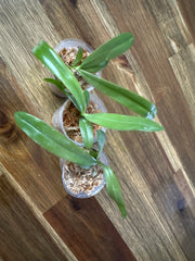 Phalaenopsis mentawaiensis 'blue' MC