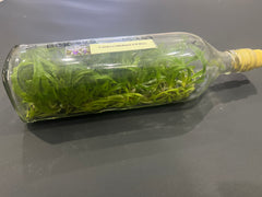 Cattleya Mishima Elf (Hybrid Flask - Whiskey Bottle) ex Thailand