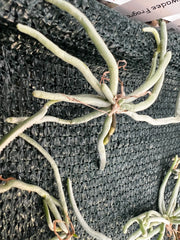 Chiloschista parishii (Rare Leafless Species) IN SPIKE