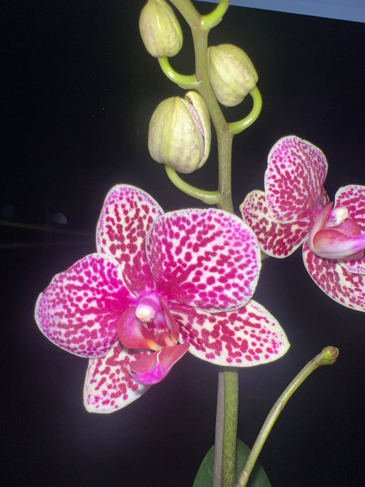 Phalaenopsis Lioulin Wild Cat (In Flower)