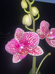 Phalaenopsis Lioulin Wild Cat (In Flower)
