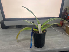 Paph. Hsinying Anita x rothschildianum