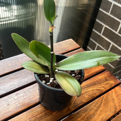 Phalaenopsis Danie Olson (Phalaenopsis stuartiana × Phalaenopsis Joshua Irwin Ginsberg)