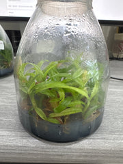 Paphiopedilum fairrieanum (Flask - Conical, ex Taiwan)