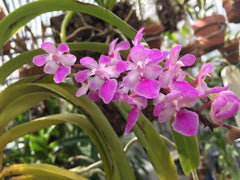 Best Aerides Rosea