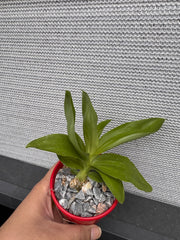 Monnierara Millennium Magic 'Witchcraft' (BLACK ORCHID)