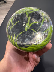 Phalaenopsis gibbosa (Species Flask - Conical) ex Taiwan