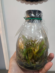 Dendrobium Hsinying Frostymaree (MC) (Hybrid Flask - Conical) ex Taiwan