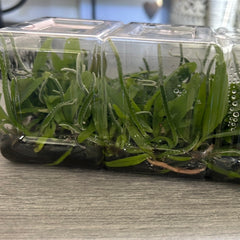 Phalaenopsis lowii FLASK