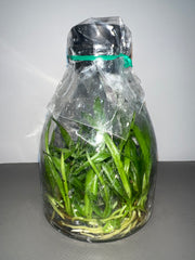 Cattleya eldorado x sib (f. flamea 10182 x BV concolor) (Hybrid Flask - Conical) ex Taiwan