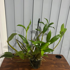 Dendrobium alexandrae × Dendrobium johnsoniae