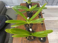 Paphiopedilum La Chaumiere (Booth's Sand Lady × Angel Hair)