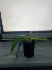 Paph. Sander's Pride x Paph. Prince Edward of York (Multifloral)