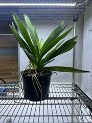 Angraecum Eburneum (Fragrant Species) Big Mature Size