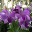 Dendrobium Blue Planet (variegated)