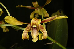 Dendrobium sylvanum