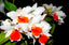 Dendrobium Roongkamol Vejvarut