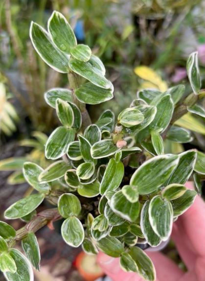 Dendrobium moniliforme Rashatsubame 羅紗燕 (MC) (Variegated, Species Flask - Conical) ex Taiwan