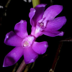 Dendrobium ostrinum (Blue Form)