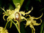 Dendrobium Alexandrae X Convolutum X Tapiniense