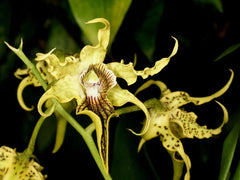 Dendrobium Alexandrae X Convolutum X Tapiniense