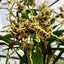 Dendrobium spectabile (Latouria Type)
