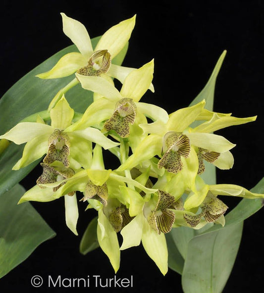 Dendrobium engae x Den. Speciosum var. Pedunculatum (Highly Fragrant)